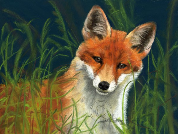 Fox Headstudy